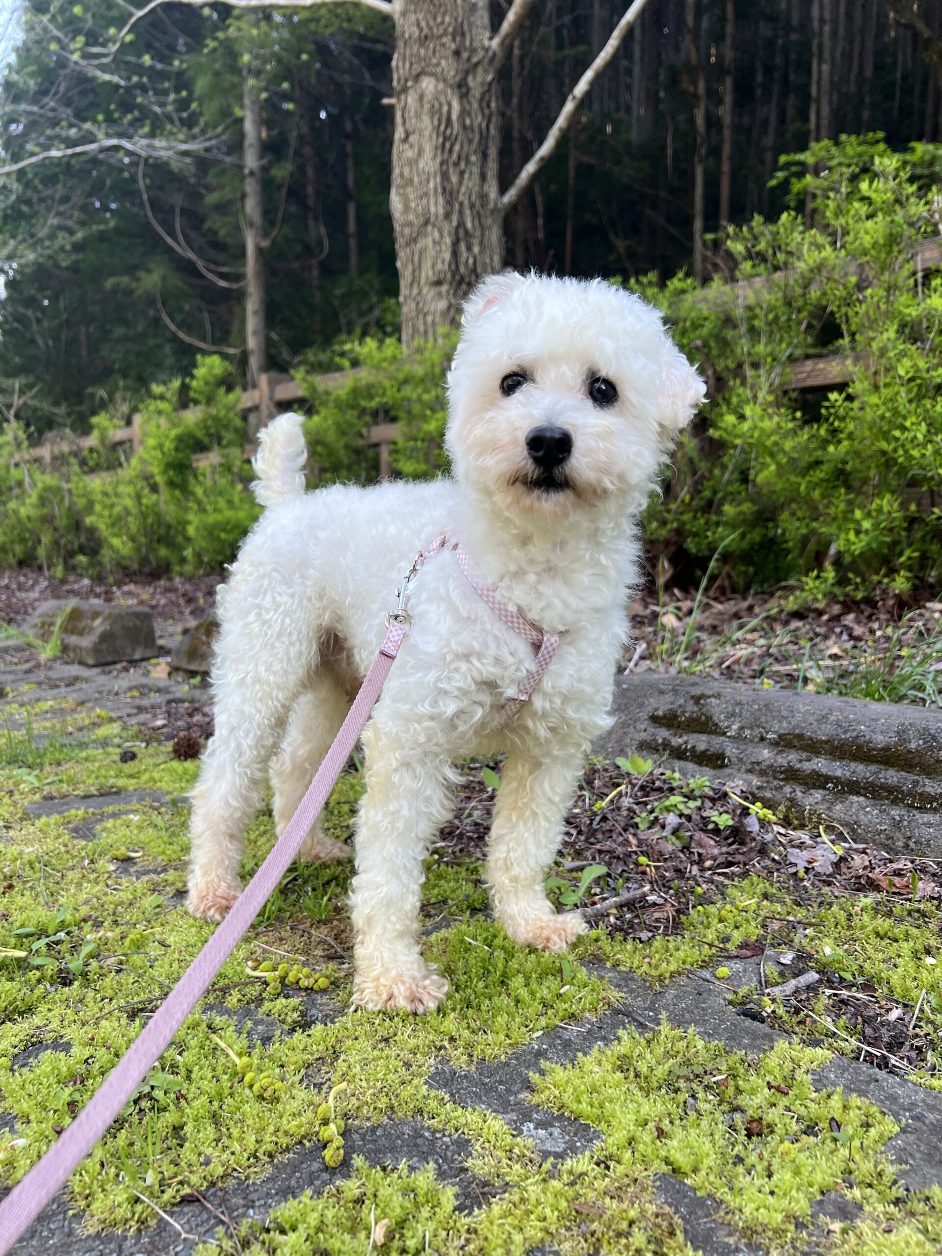 ビショマル　凜　里親募集