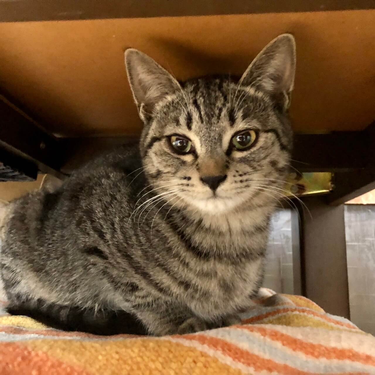 キジトラちゃんの里親募集