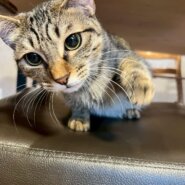 心を開いてきてくれたちくわ君！