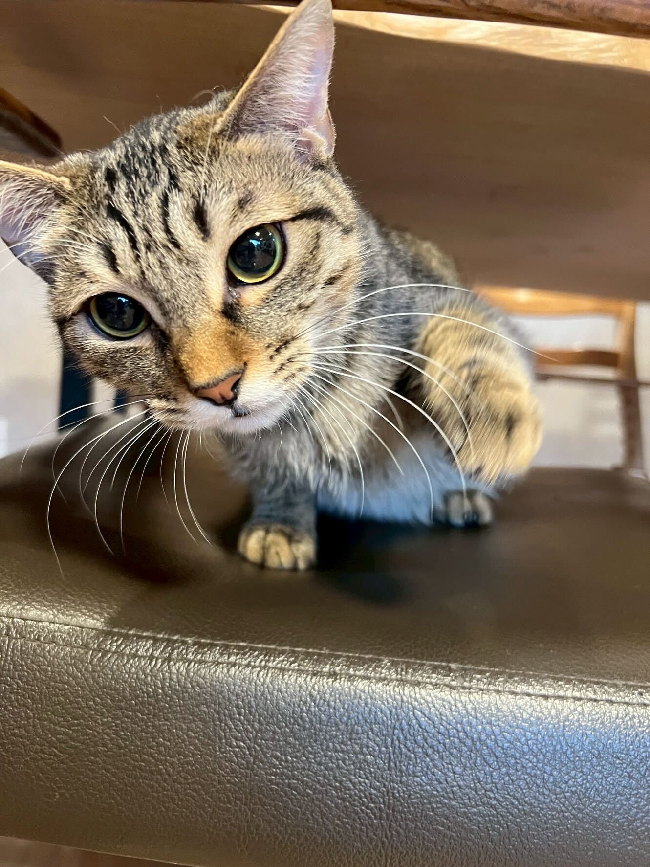 心を開いてきてくれたちくわ君！