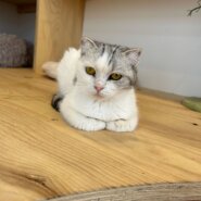 ツンデレガールまいまいちゃん！