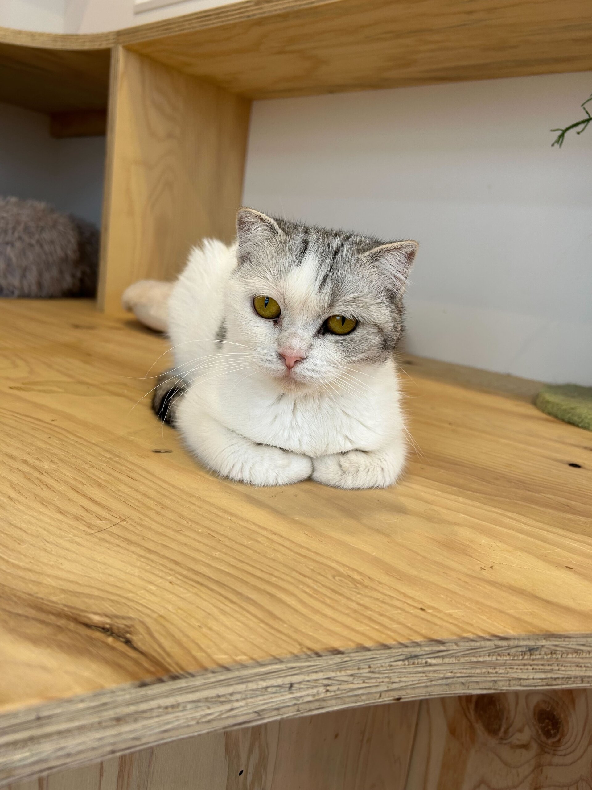 ツンデレガールまいまいちゃん！