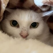 美猫　白猫　桜