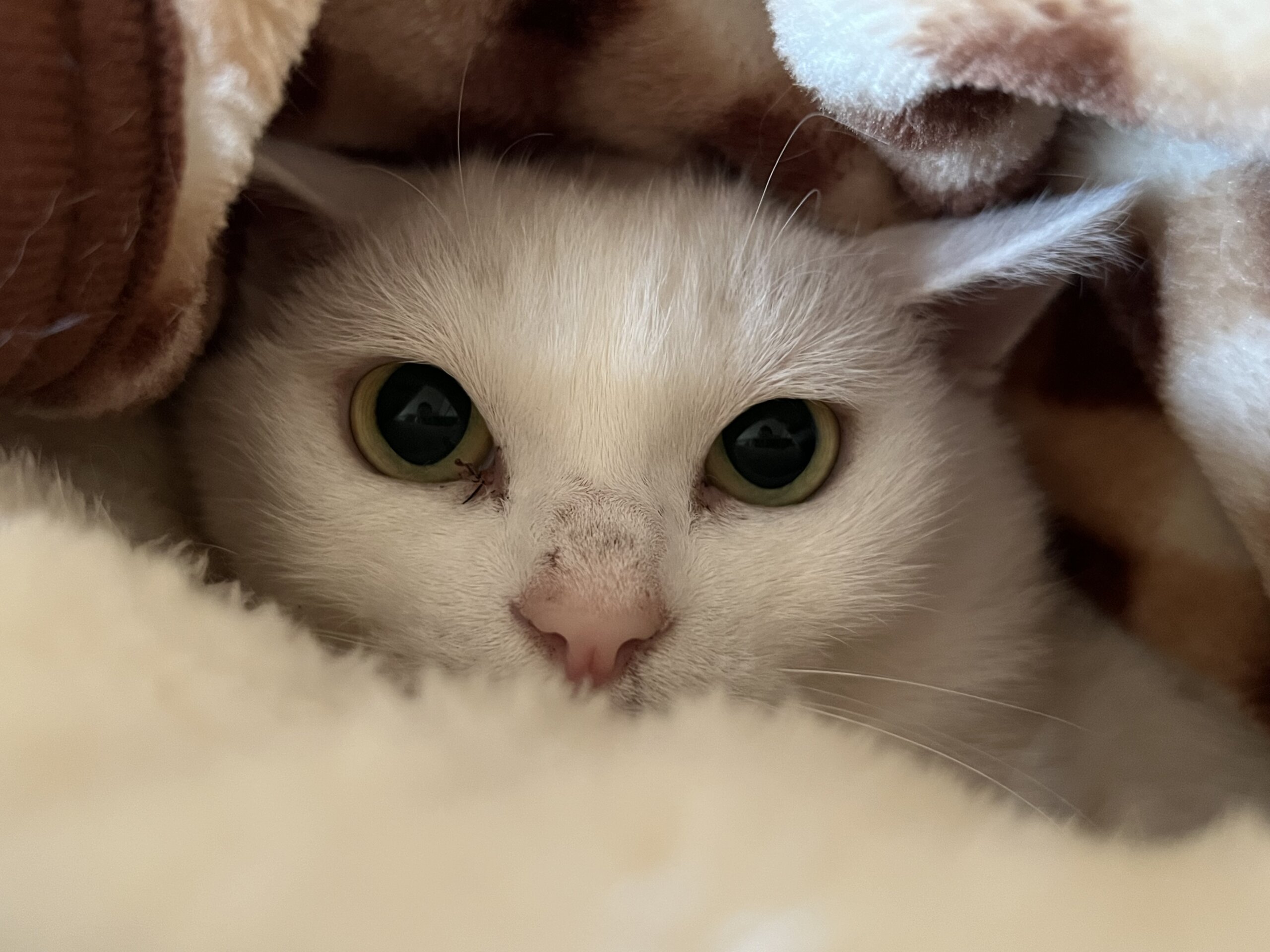 美猫　白猫　桜