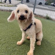 プードル　恋　里親募集