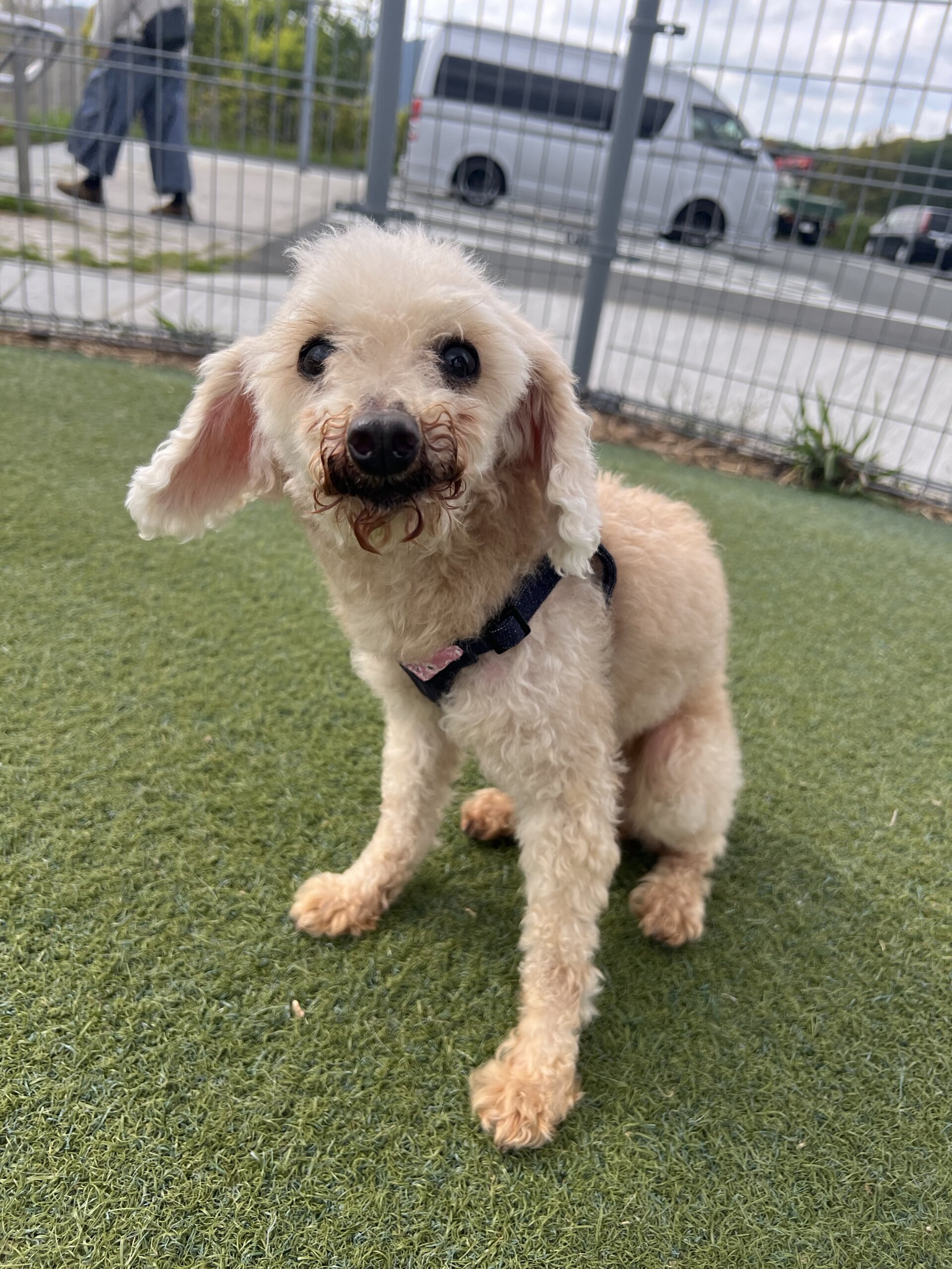 プードル　恋　里親募集