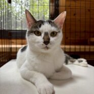 【動画あり】ヘソ天ボーイ♪遊ぶの大好き！人馴れバッチリ