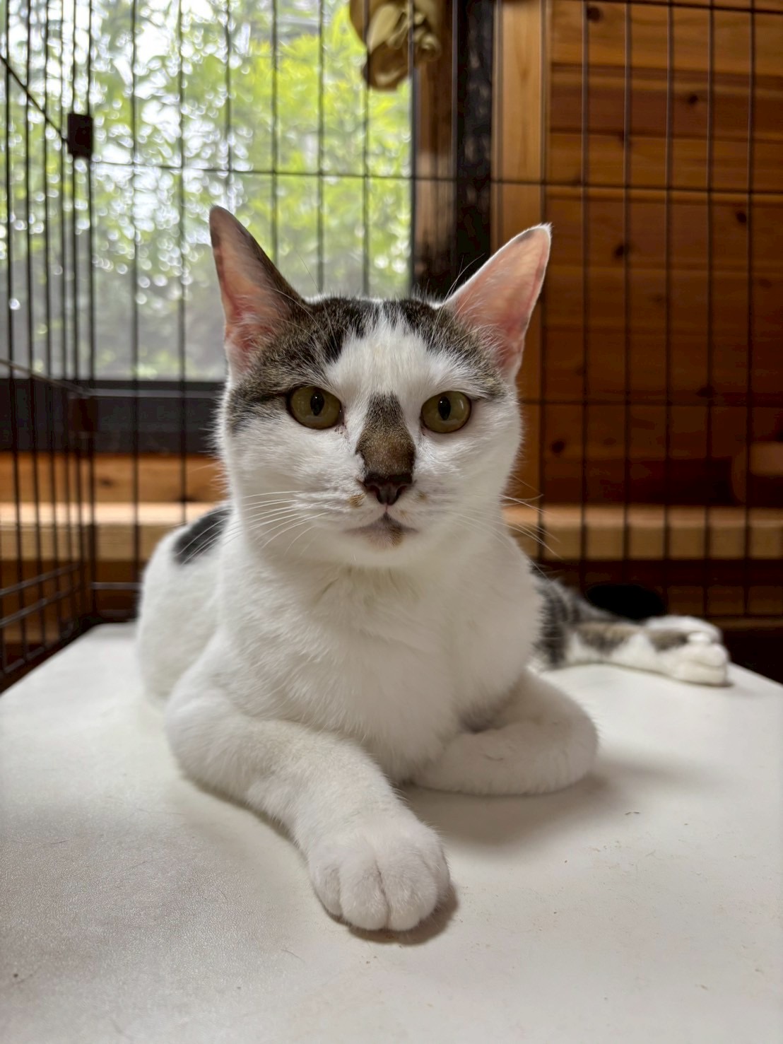 【動画あり】ヘソ天ボーイ♪遊ぶの大好き！人馴れバッチリ