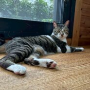 【動画あり】カギしっぽがチャームポイント！甘えん坊くん。