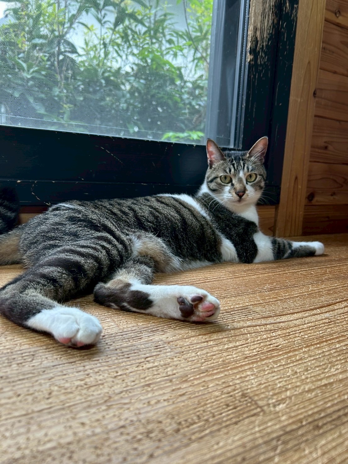 【動画あり】カギしっぽがチャームポイント！甘えん坊くん。