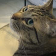 甘えっ子なキジトラにゃんこ2歳(男の子)