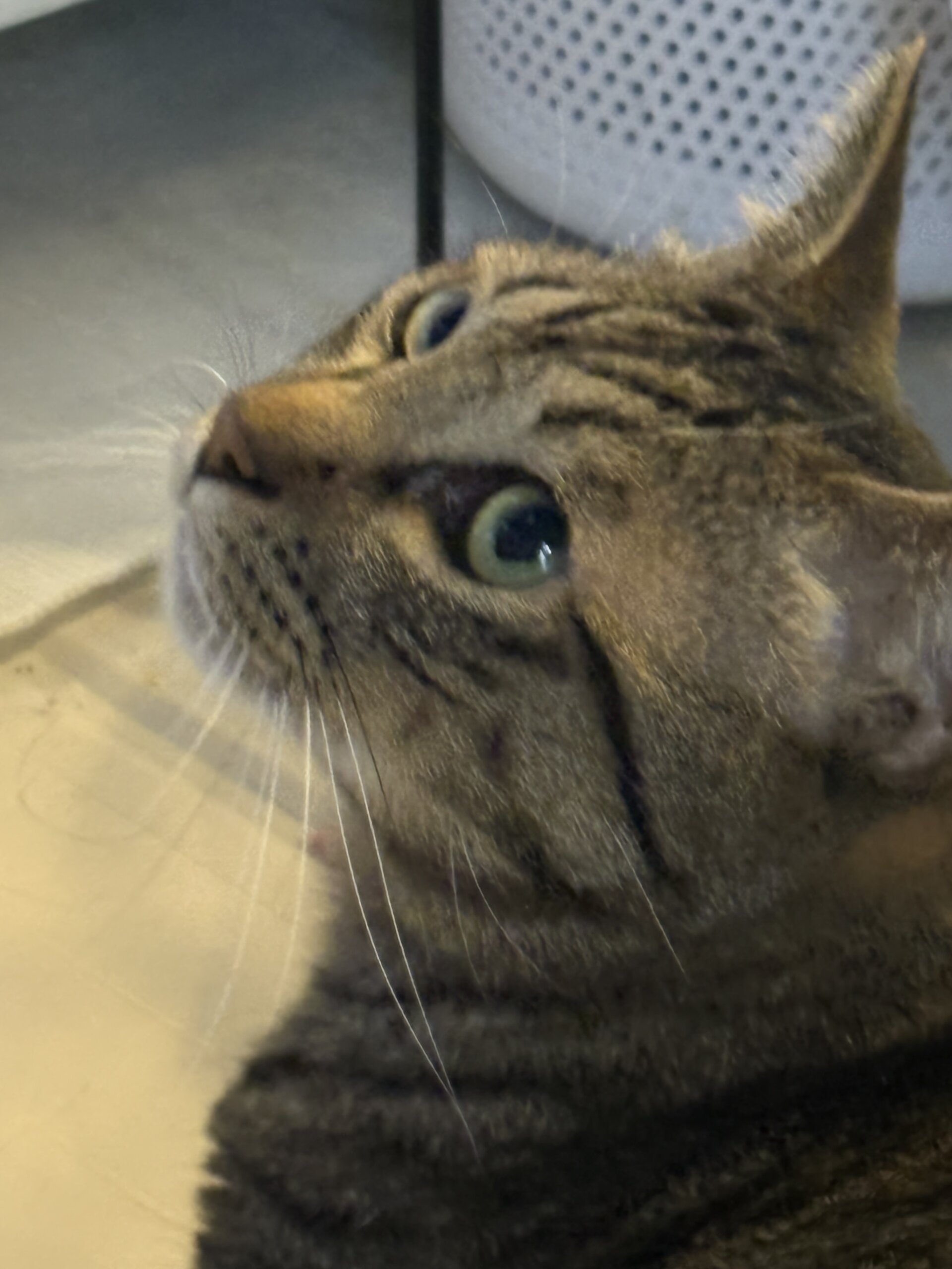 甘えっ子なキジトラにゃんこ2歳(男の子)