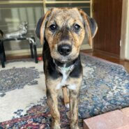 元気いっぱいあずきちゃん