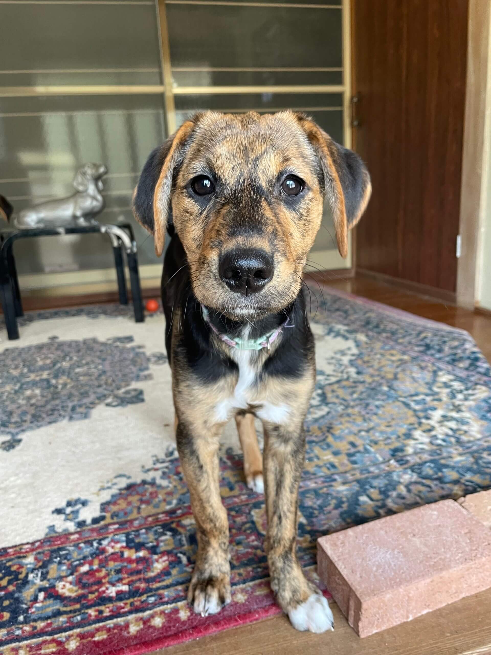 元気いっぱいあずきちゃん