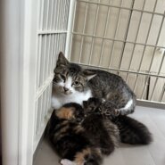 仲良しの茶トラくんと一緒に里親様決定！