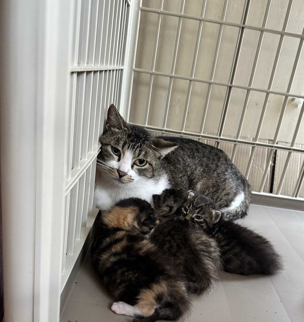 仲良しの茶トラくんと一緒に里親様決定！