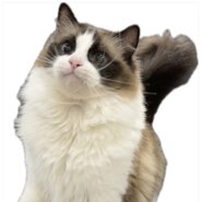 ラグドール　メス