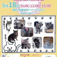 保護猫譲渡会in綾瀬