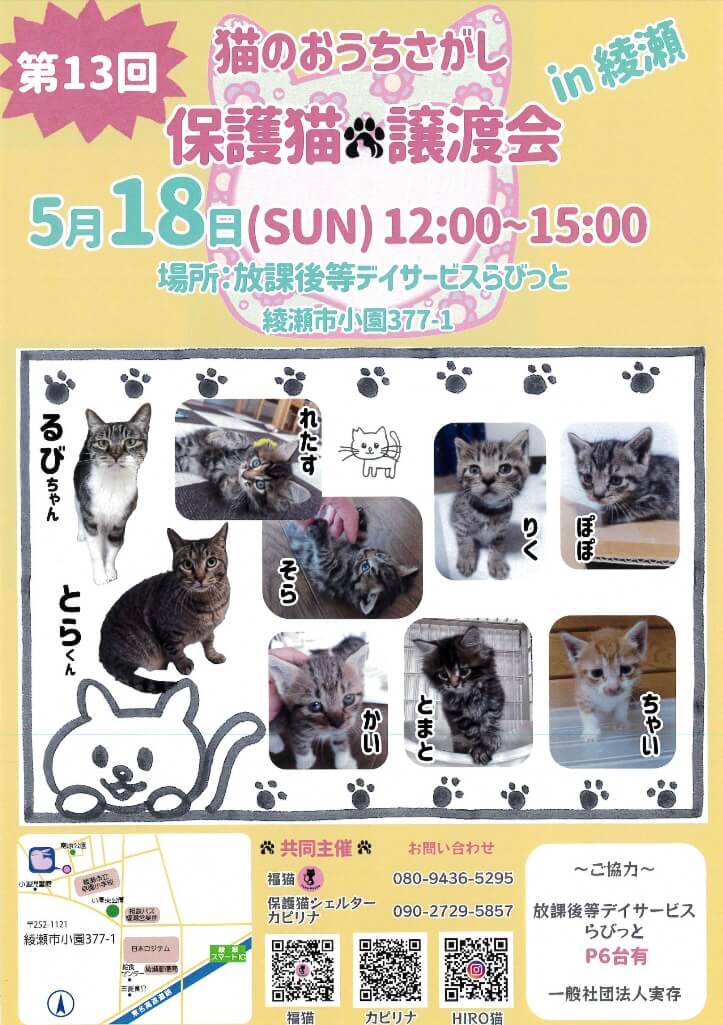 保護猫譲渡会in綾瀬