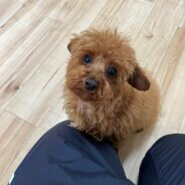 トイプードル生後8ヶ月オス