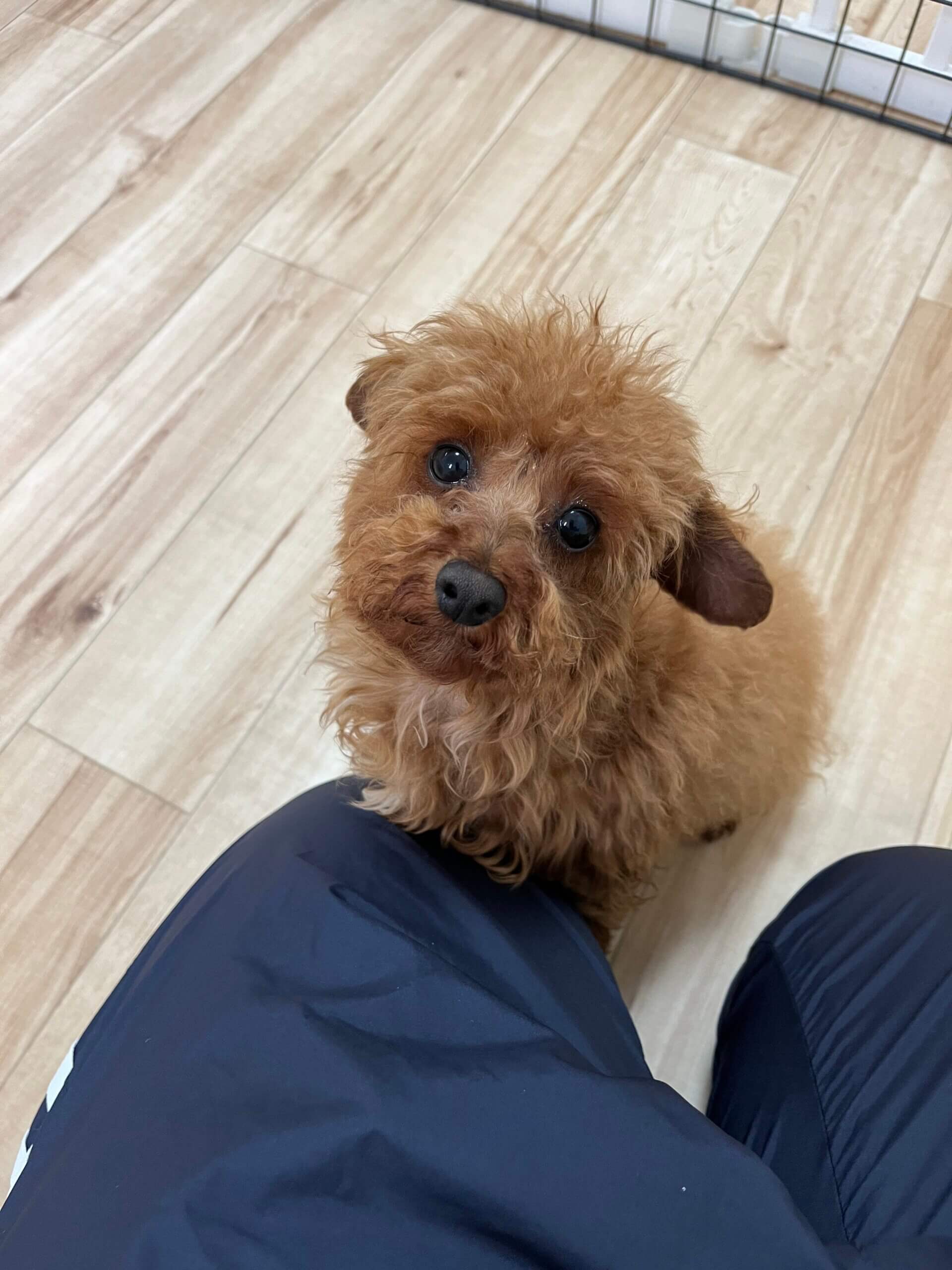 トイプードル生後8ヶ月オス