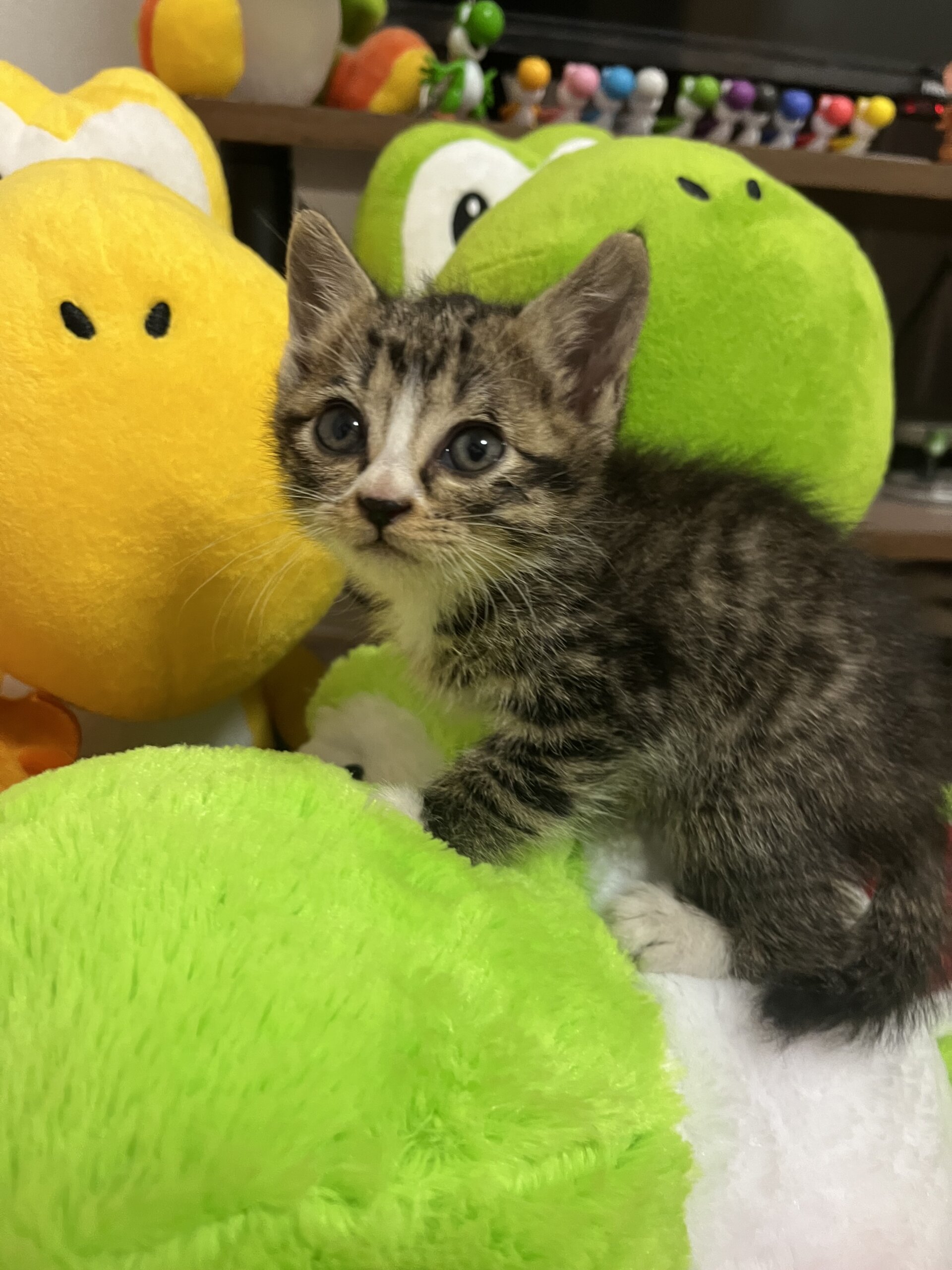 生後３週間前後の可愛い子猫です！