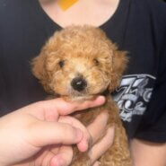 生後2ヶ月のこいぬ（男の子）