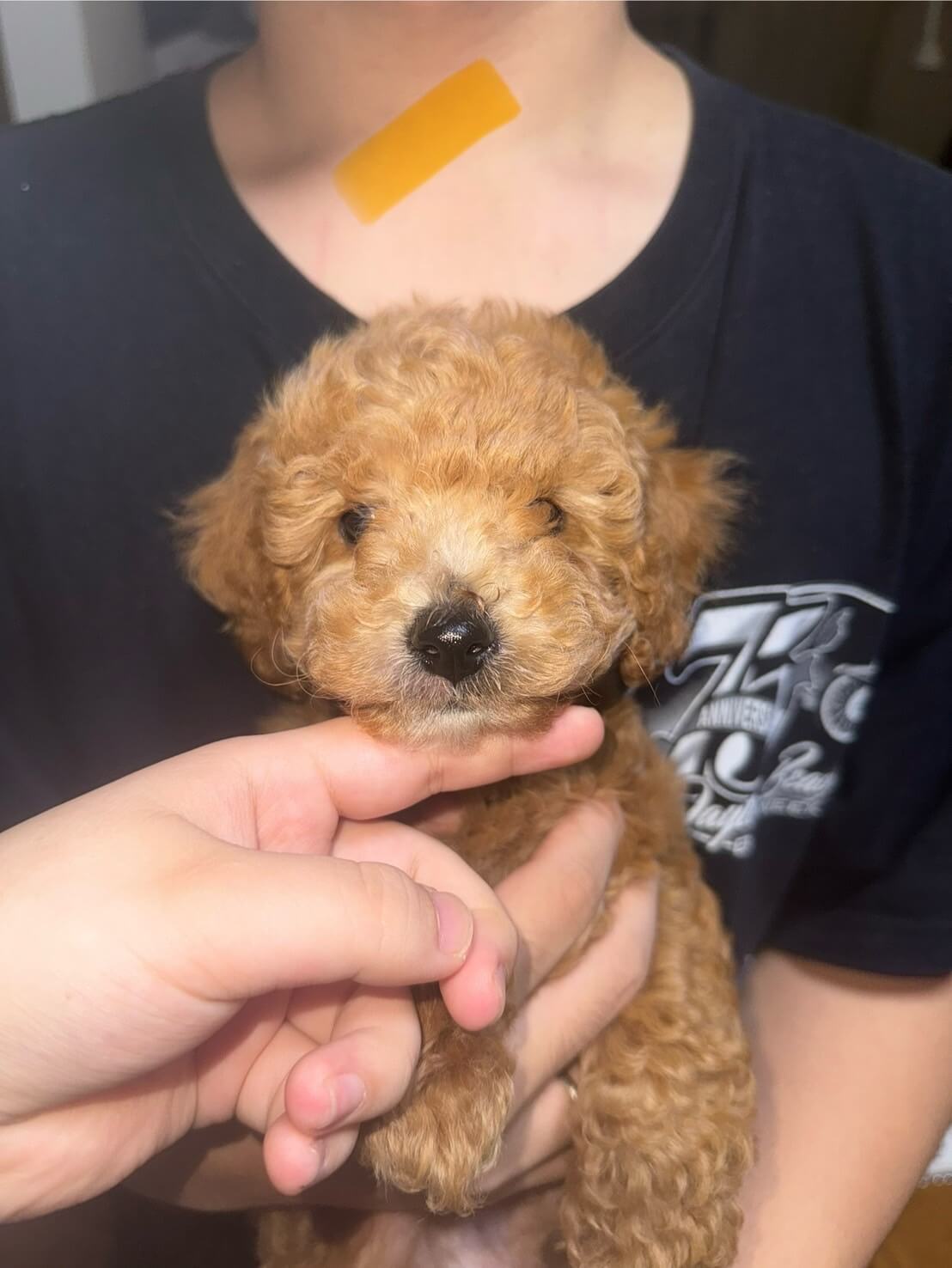 生後2ヶ月のこいぬ（男の子）