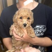 生後2ヶ月の子犬(男の子)