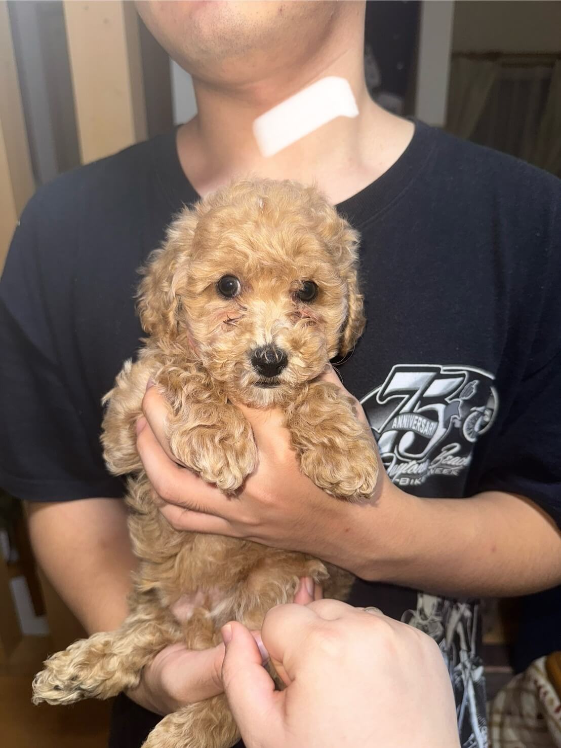 生後2ヶ月の子犬(男の子)