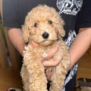 生後2ヶ月の女の子