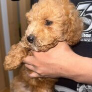 生後2ヶ月の男の子