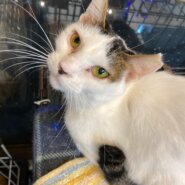 【保護猫】弥生推定4歳♀キジ白