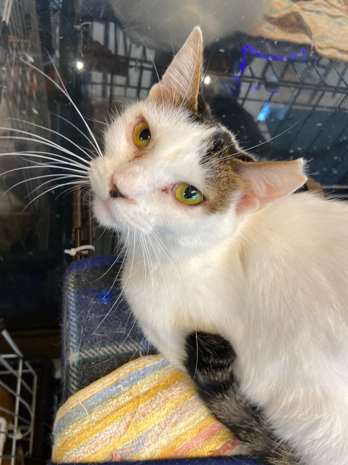 【保護猫】弥生推定4歳♀キジ白