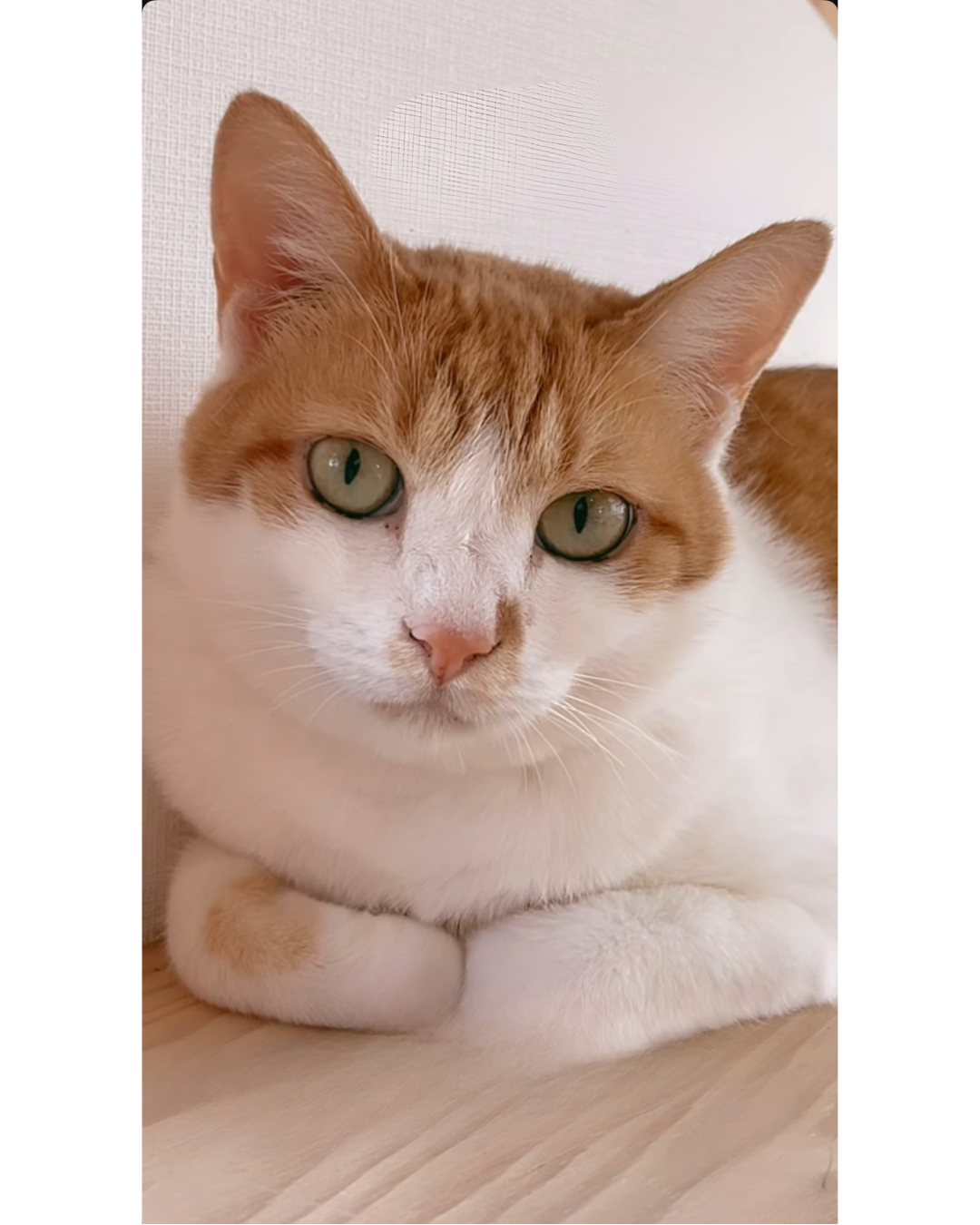 慎重派な女の子おはなちゃん！