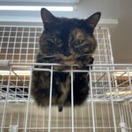 【保護猫】ミモ推定6歳♀サビ