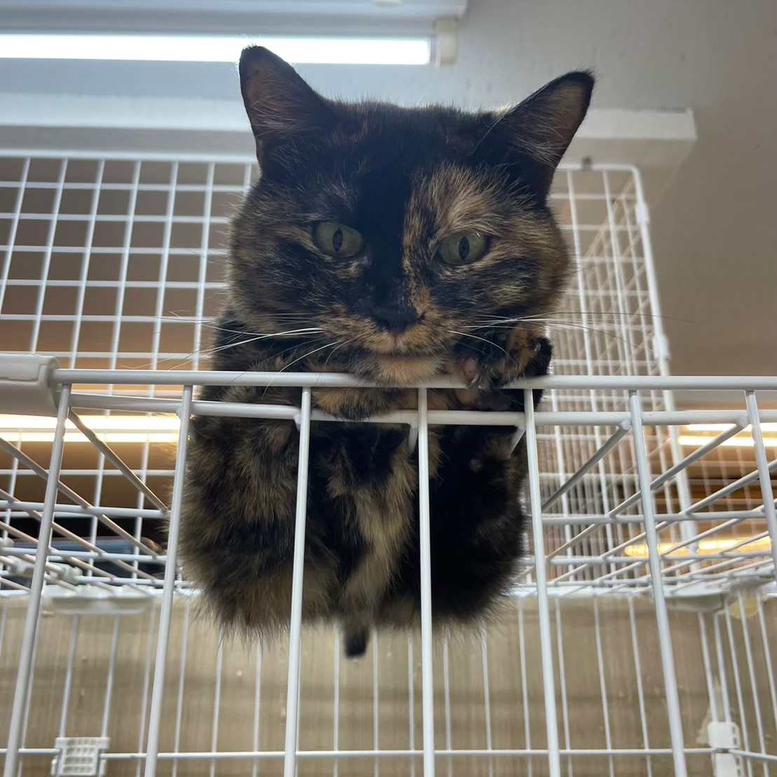 【保護猫】ミモ推定6歳♀サビ