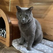 ⭐️大阪府堺市⭐️ロッシー⭐️グレー⭐️７歳の男の子