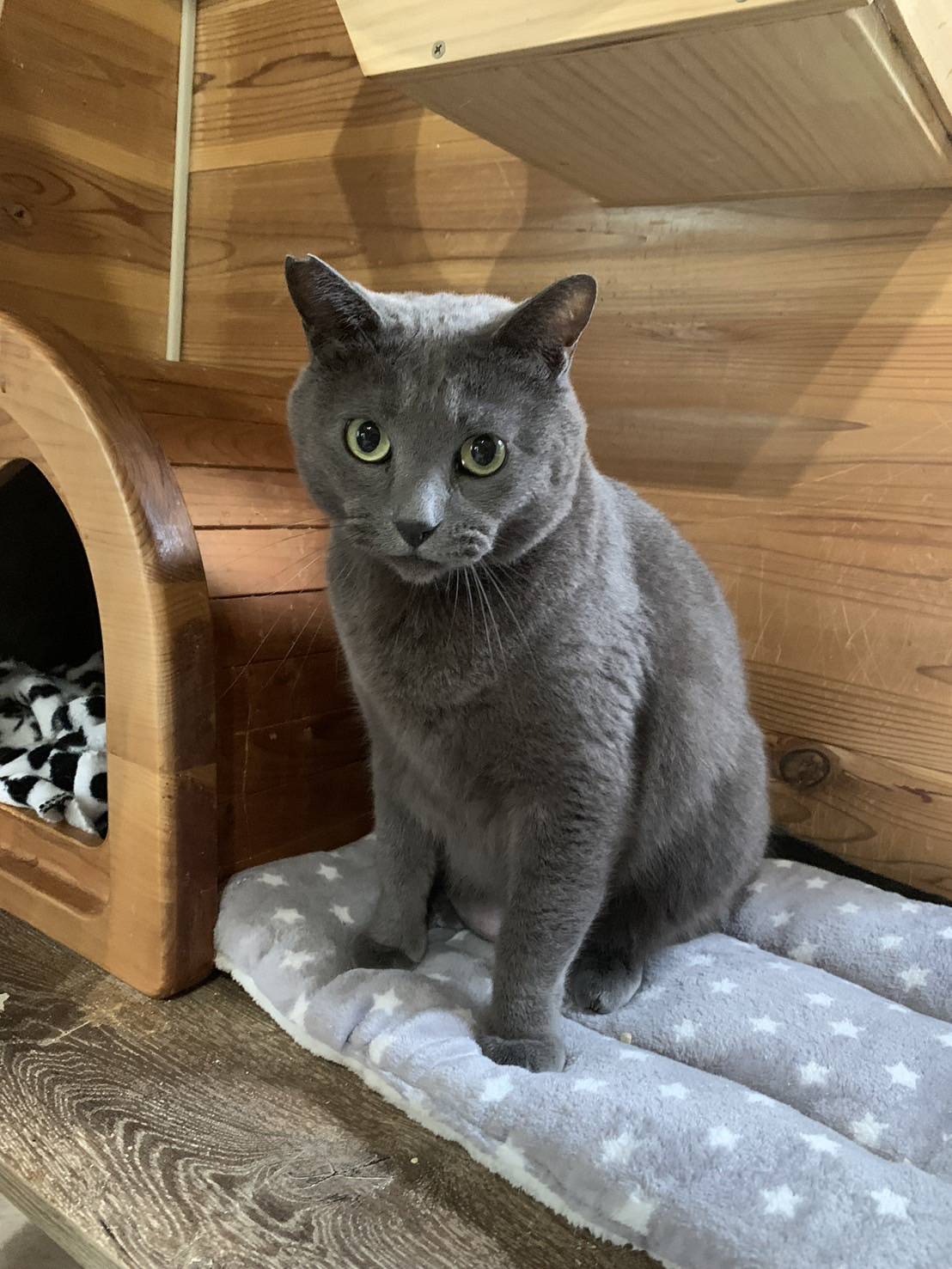 ⭐️大阪府堺市⭐️ロッシー⭐️グレー⭐️７歳の男の子