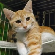 ⭐️大阪府堺市猫の里親会⭐️つばさくん⭐️茶白⭐️１歳8ヶ月の男の子