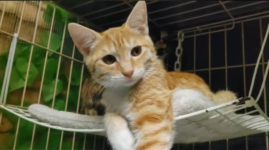 ⭐️大阪府堺市猫の里親会⭐️つばさくん⭐️茶白⭐️１歳8ヶ月の男の子