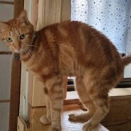 ⭐️大阪府堺市⭐️アメくん⭐️茶トラアメショー⭐️１０歳の男の子