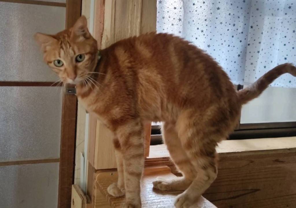 ⭐️大阪府堺市⭐️アメくん⭐️茶トラアメショー⭐️１０歳の男の子