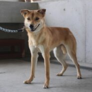 優しい雰囲気の元野犬🍃若葉ちゃん