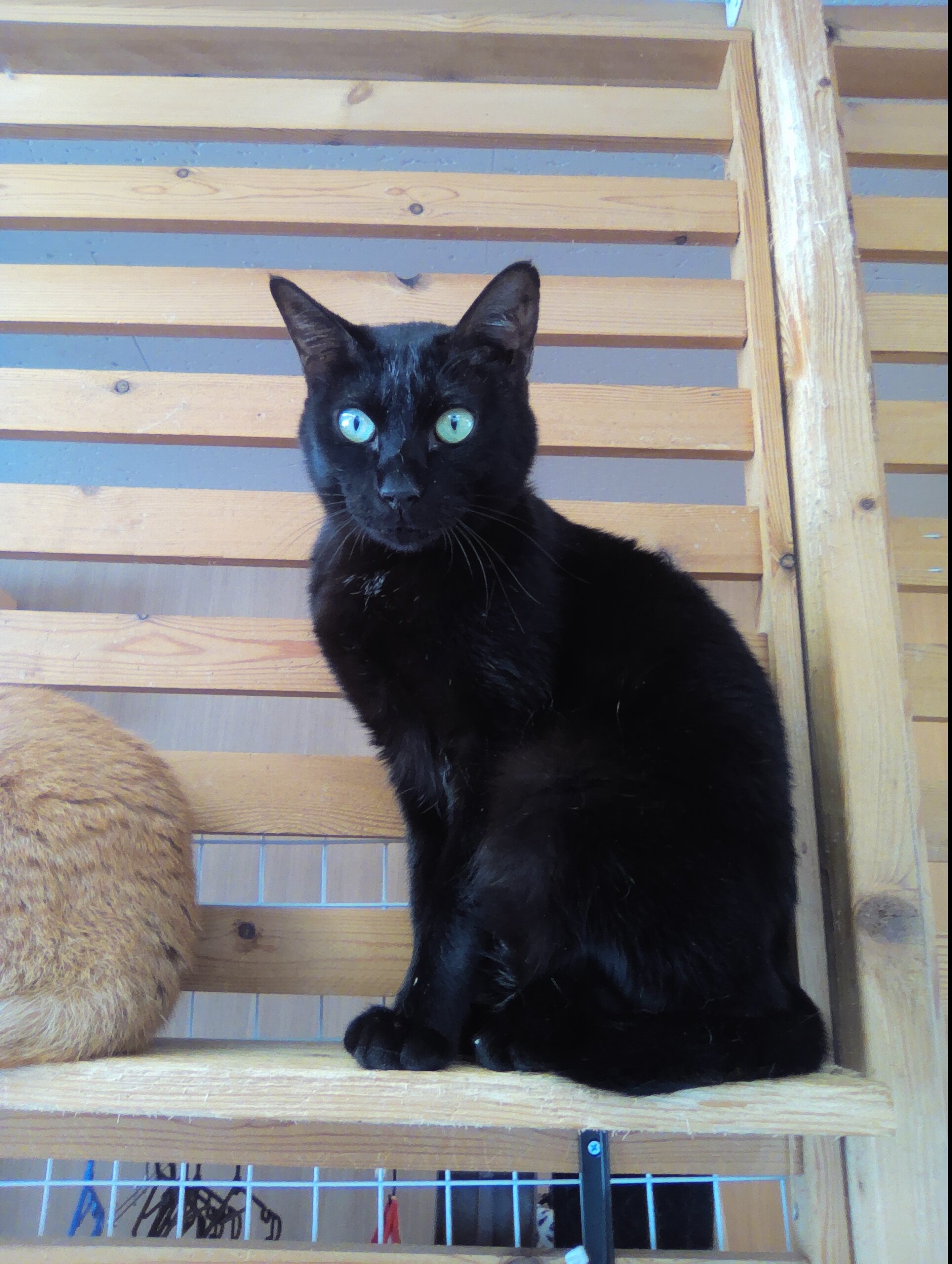 【保護猫】ヤマト推定7歳♂黒猫