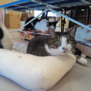 【保護猫】まる推定5歳♀キジ白