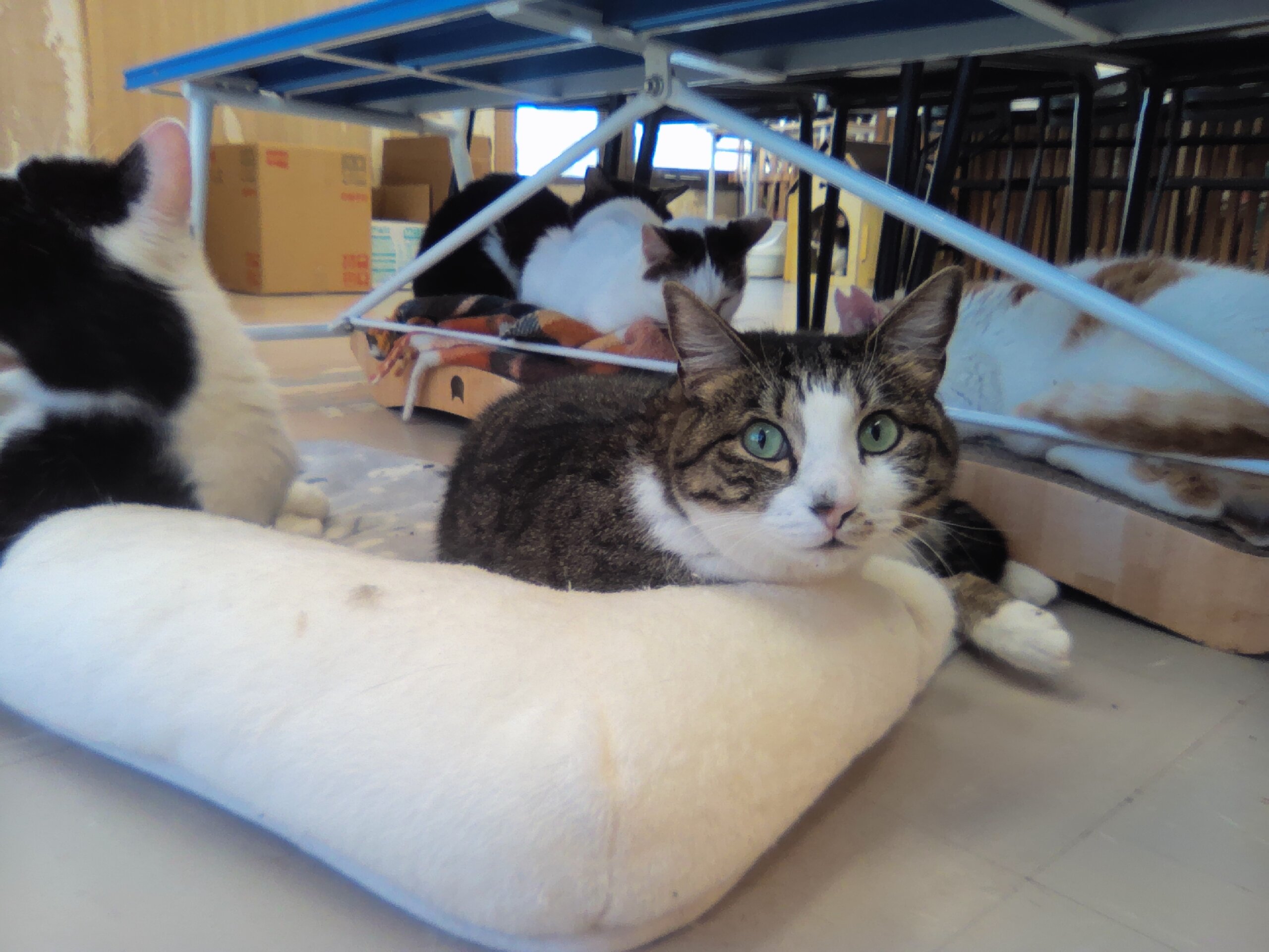 【保護猫】まる推定5歳♀キジ白