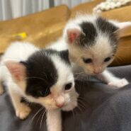 in春日井市☆子猫祭り☆保護猫達を暖かいオウチに迎えよう☆2025年6月7日（土）～ 非営利団体「ちーむ にゃいんず」