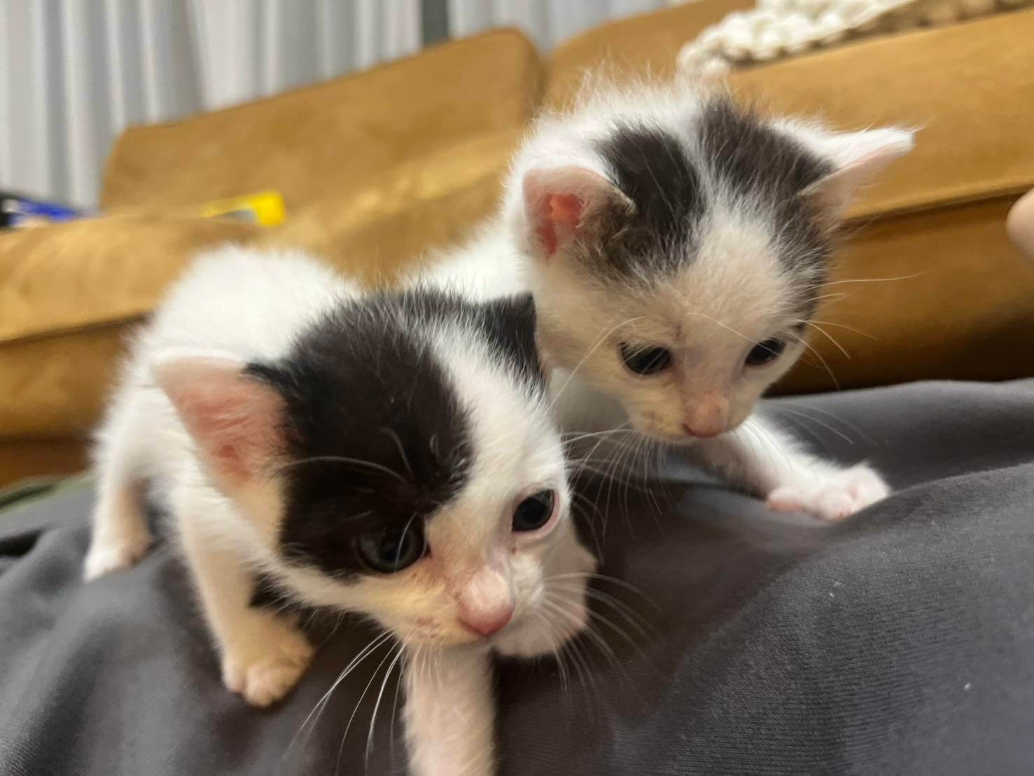 in春日井市☆子猫祭り☆保護猫達を暖かいオウチに迎えよう☆2025年6月7日（土）～ 非営利団体「ちーむ にゃいんず」