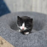 in岡崎市☆子猫祭り☆保護猫達を暖かいオウチに迎えよう☆2025年6月7日(土)～ 非営利団体「ちーむ にゃいんず」